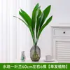 Plantas hidropónicas, una orquídea de una sola hoja en una maceta, vegetación interior popular, de hoja perenne durante todo el año, adecuada para salas de estar, plantas acuáticas fáciles de cuidar