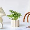 Árbol del Dinero Planta en Maceta Interior Sala de Estar Fácil de Mantener Oficina Hidropónico Planta Verde Pequeño Bonsái Perenne Flor Pequeña en Maceta