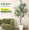 Planta de olivo en maceta para sala de estar interior, esquejes reales, planta grande en maceta, fácil de cuidar, adecuada para inauguración de casa y mudanza