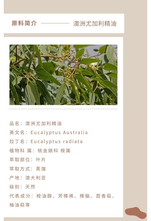 澳洲尤加利精油.jpg