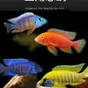 Peces Tropicales de Agua Dulce Vivos para Principiantes, Incluyendo Cíclidos, Peces Vivos con Envío Gratis