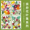 Conjunto de espécimes de flores de plantas secas, flores prensadas naturais para decoração DIY, marcadores de página de flores prensadas, espécimes de plantas para fundição em resina