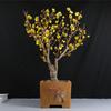 Ciruelo en Maceta Interior Perfumado Ciruelo de Invierno Bonsái Ciruelo Rojo Pila Vieja Balcón Patio Plantas Resistentes al Frío Fáciles de Cultivar