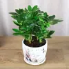 Planta em vaso de madeira pé-de-pato, planta verde pequena, fortuna de todas as direções, caule antigo, planta lótus de sete folhas, árvore atraente de dinheiro para interior, fácil de cuidar o ano todo, adequada para mesa