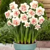Bulbos de Flor de Narciso, Plantas de Vaso Resistentes ao Inverno para Interior Cultivadas em Água, Narcisos de Pétalas Duplas Que Florescem Quando Expostos à Água