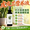 Solução Nutritiva para Espada-de-São-Jorge Fertilizante Promotor de Flores Jade Branco Borda Dourada Fertilizante Especial para Espada-de-São-Jorge Orquídea Cauda de Tigre Fertilizante para Plantas Verdes Fertilizante Solúvel em Água