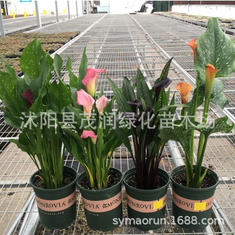 马蹄莲种球012