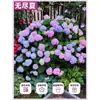 Mudas de Hortênsia Endless Summer Florescem em Todas as Estações Flor Grande Hortênsia de Toco Velho Plantas de Vaso com Flores Plantas de Jardim Flores de Interior