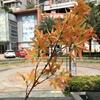 Diretor de fábrica de flores de casamento Maple Leaf arco fundo decoração de parede arranjo de flores com grama flores falsas atacado