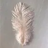 Penas de Avestruz de 15 a 20 cm, Acessórios de Roupa com Penas Curtas, Decorações para Chapéus, Materiais de Carnaval, Acessórios para Joias DIY