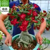 Planta en Maceta Rosa del Desierto con Doble Pétalo, Planta Verde Resistente a la Sequía, Fácil de Cuidar en Interiores o en el Balcón, Planta Suculenta Fácil de Mantener en Verano