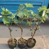 Dropshipping Patio Extra Grande Sunshine Rose Uva Plantón Jufeng Planta en Maceta Plantación Norte-Sur Plantación en el Suelo Plantación Resistente al Frío Escalada