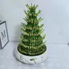 Plantas de Bambú Cultivadas en Agua que Simbolizan Prosperidad y Crecimiento Continuo, Fáciles de Cuidar, Traen Buena Suerte y Fortuna, Adecuadas para Oficina, Inauguración de Casa o como Regalo