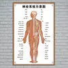 Estructura Promocional Diagrama Sistema Diagrama Esquemático Anatomía Médica Órganos Humanos Cartel de Pared Corazón Órganos Internos Hospital Cuerpo Humano