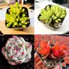 Base de planta suculenta autoproducida y autovendida al por mayor suculentas pequeñas combinación de flores plantas en maceta plantas carnosas Lithops Haworthia