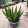 Espárrago Plantones Grandes en Maceta, Espárrago Cola de Zorro, Espárrago Hierba que No Muere en Invierno, Plantas Fáciles de Cultivar, Macetas Verdes