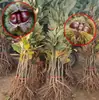 Mudas de Castanha Enxertadas para Plantio em Vasos ou no Solo, Adequadas para Plantio em Regiões do Sul e do Norte, com Capacidade de Frutificar no Mesmo Ano