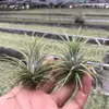 Venda Direta da Fábrica Orquídea do Ar Planta Aérea Planta Sem Solo Vermelho Amarelo Verde Elfo Barba de Velho Medusa Atacado