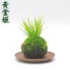Micro Bonsai Bola de Musgo Bola de Musgo Sphagnum Bola de Musgo Calamus Nieve de Junio Bola de Musgo Metasequoia Bola de Jade Planta Verde Hidropónica Planta en Maceta