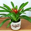 Plántulas de palma roja de la suerte en macetas grandes, adecuadas para exhibición en la sala de estar, flores y plantas hidropónicas cultivadas en casa, fáciles de cuidar en interiores y prosperan en todas las estaciones.
