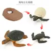 Juguete modelo de animal pequeño simulación ciclo de vida crecimiento rana tortuga pollo Montessori material didáctico preescolar venta al por mayor