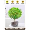 Dropshipping Perfume Flor de Milán Planta Verde en Maceta Planta de Flor de Interior Sala de Estar Balcón Planta de Floración de Cuatro Estaciones Jazmín