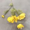 4 Gesang Flor Cosmos Crisantemo Pequeño Jardín Fresco Flor Silvestre Fondo Pared Flor Decorativa Material Hoja Material Flor Falsa