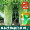 Semillas de Repollo Pioneras de Alta Tecnología, Campo de Verduras de Granja Hojas de Cáñamo Verdes Mediana Madurez Rectas, Semillas de Repollo Compactas