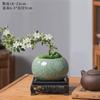 Bonsai Neve de Junho Flor Vermelha de Penhasco Mesa de Chá Zen Janela Interna Pequena Planta Verde Mesa de Café de Escritório Mesa de Trabalho Planta em Vaso