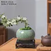 Bonsai Neve de Junho Flor Vermelha de Penhasco Mesa de Chá Zen Janela Interna Pequena Planta Verde Mesa de Café de Escritório Mesa de Trabalho Planta em Vaso