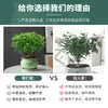 Repelente de Mosquitos, Madera de Pimienta Fragante, Plantas Verdes de Interior en Maceta, Fácil de Cultivar, Absorbe Formaldehído, Plántulas de Flor Jiuli Xiang, Cultivo en Agua