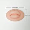 Modelo de acupuntura auricular enseñanza acupuntura oreja oreja falsa modelo de perforación oreja modelo de oreja de silicona oreja de simulación