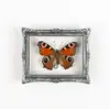 Especimen de Insecto Mariposa Real Natural en un Marco, Imán para Nevera, Decoración para el Hogar, Regalo para Amigos y Mejores Amigos