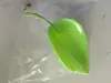 Dispositivo de Rega de Flores, Dispositivo de Infiltração de Água nas Raízes de Plantas, Funil Criativo em Forma de Folha para Fertilização e Rega de Plantas Verdes, Dispositivo de Desvio de Água