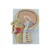 Pnt-1630 Molde de Corte de Cabeça e Meio Seção do Cérebro Humano Cavidade Nasal Anatomia Ensino Médico Estrutura do Cérebro