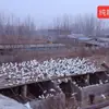 Huevos de Paloma Frescos y Auténticos de Aves de Corral, Adecuados como Suplemento Nutricional para Niños y Mujeres Embarazadas