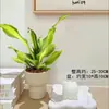Planta de Madeira de Ferro Iemenita Coração Dourado para Sala de Estar Interna e Mesa de Escritório, Sempre Verde, Purificadora de Ar, Absorvente de Formaldeído