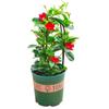 Plántulas de flores de vid fragante de mil millas, vid de doble felicidad, flores florecientes de cuatro estaciones, vid trepadora, planta verde en maceta para balcón interior con flores