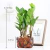 Planta de Flor en Maceta Árbol del Dinero Oficina Sala de Estar Cadena de Dinero Planta Verde Perenne Árbol del Dinero Bonsái Plántulas