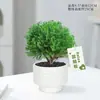 Plantas en Maceta de Pino Verde, Pino Neblina de Moda para Escritorios de Oficina, Fácil de Cuidar, Pequeños Bonsáis Aliviadores del Estrés, Flores Purificadoras del Aire