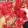 Planta en maceta de plántula de arce rojo japonés Auténtico Arce rojo chino Árbol grande Patio Danza Roja de Cuatro Estaciones Muchacha Bonsái Rojo Rojo