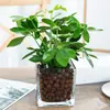 Plantas hidropónicas Reina Ruyi Plantas en maceta Rábano verde Gardenia de interior Anturio Rojo Flor Qi Jade Rojo Jili