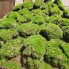 Semilla de musgo piedra de agua piedra absorbente de agua musgo para bonsái polvo de esporas de musgo para bonsái micro paisajismo semilla de planta fresca pavimento