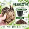 Mudas de Lírio-do-vale com Botões em Vaso Jardim Varanda Planta Verde o Ano Todo Planta com Flores Resistente ao Frio Fácil de Cultivar em Ambientes Internos Flor Ornamental