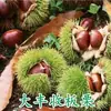 Uma muda de castanha para entrega, extra grande, plantada no norte e sul, Dahongpao, e frutificando no mesmo ano, plantada em Qianxi, castanheiras enxertadas