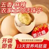 Ovos Férteis de Embrião de Frango Frescos com 13 Dias, Ovos de Embrião de Frango Picantes com Cinco Especiarias, Ovos Temperados, Prontos para Comer, Embalados a Vácuo, Atacado e Dropshipping Disponíveis