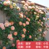 Plántulas de rosa, enredaderas trepadoras, plantas de floración de cuatro estaciones, enredadera, rosa, flor en maceta, flor extra grande, exterior, balcón, plantas verdes