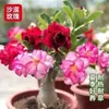 Planta em vaso rosa do deserto de pétalas duplas, floresce o ano todo, fácil de cuidar, flor colorida de varanda para interior, bonsai de planta verde, suculenta