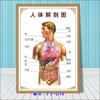 Diagrama esquemático del sistema anatómico visceral humano. Póster médico de pared con diagrama de la estructura del corazón y los órganos humanos.