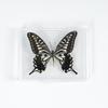 Adorno de mariposa real, alas de mariposa real, regalo de cumpleaños creativo para estudiantes, caja transparente
